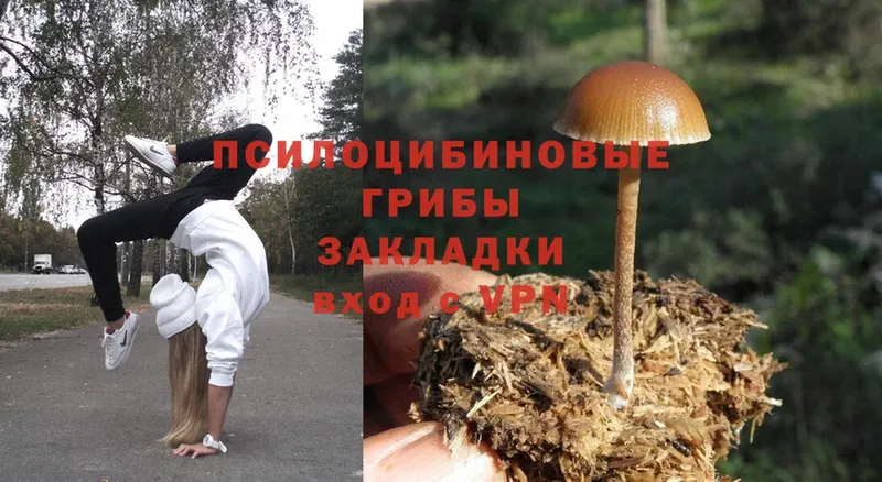 Галлюциногенные грибы Psilocybine cubensis  Ахтубинск 